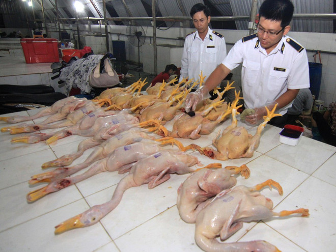 Khuyến cáo người tiêu dùng không nên ham rẻ mua gia cầm trôi nổi ảnh 1