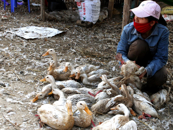 Hà Nội: Chợ đầu mối Hà Vỹ tăng cường kiểm dịch phòng cúm gia cầm ảnh 2