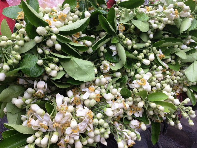 Hoa bưởi ngập tràn trên phố thu hút người dân Thủ đô ảnh 1