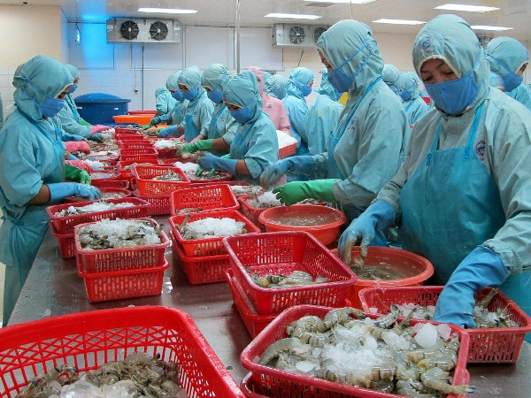 Chế biến tôm xuất khẩu tại Sóc Trăng. (Ảnh: Trung Hiếu/TTXVN) Mục tiêu kim ngạch xuất khẩu thủy sản đạt 11 tỷ USD vào 2020 ảnh 1
