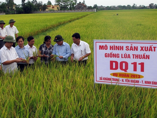 Hợp tác Việt-Nhật: Mang lại giá trị gia tăng cao cho người nông dân ảnh 1