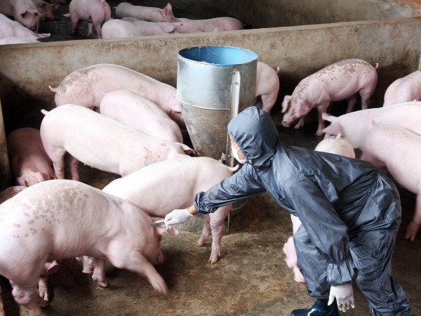 Phê duyệt dự án giám sát virus cúm có nguy cơ gây ra đại dịch toàn cầu ảnh 1