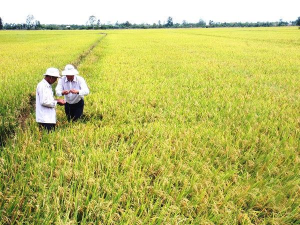 Kỷ niệm Ngày lương thực thế giới năm 2014 tại Việt Nam ảnh 1