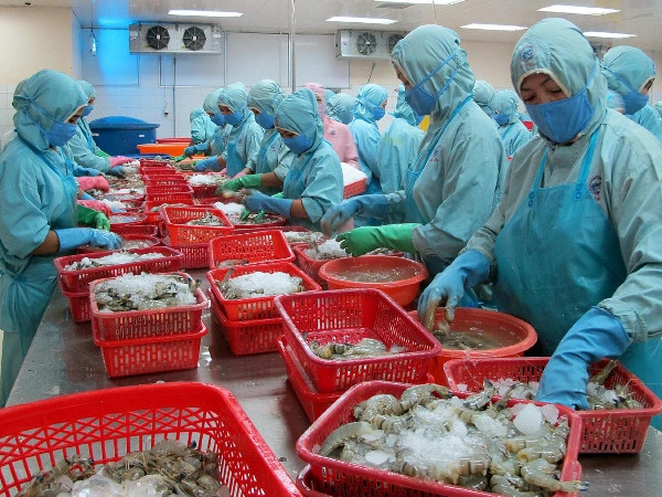 Chế biến tôm xuất khẩu tại Sóc Trăng. (Ảnh: Trung Hiếu/TTXVN) Cơ quan kiểm dịch Nga sẽ thị sát doanh nghiệp thủy sản Việt Nam ảnh 1