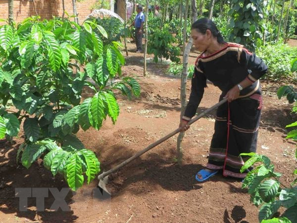 Phát động cuộc thi “Ý tưởng chuỗi giá trị” hỗ trợ cộng đồng dân tộc ảnh 1