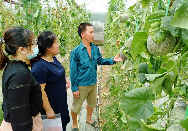 Mô hình kinh tế trồng dưa lưới của anh Nguyễn Trọng Hiền. (Ảnh: Vietnam+) Tín dụng chính sách giúp bà con vùng cao Bắc Kạn vượt nghèo ảnh 1