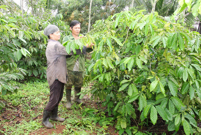 Để Tây Nguyên mãi xanh: Thoát nghèo nhờ vốn vay ưu đãi ảnh 1