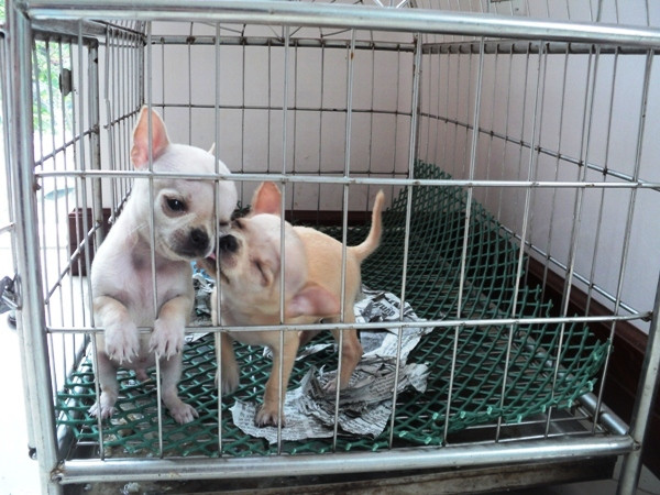 Hà Nội: Dịch vụ trông giữ chó, mèo “đắt khách” dịp nghỉ lễ ảnh 3