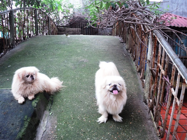 Hà Nội: Dịch vụ trông giữ chó, mèo “đắt khách” dịp nghỉ lễ ảnh 2