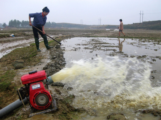 Tranh thủ nguồn nước ngọt để sản xuất bù đắp thiệt hại do hạn, mặn ảnh 1
