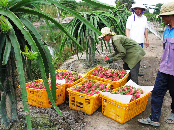 Từ 1/6: Đài Loan nhập khẩu trở lại thanh long của Việt Nam ảnh 1