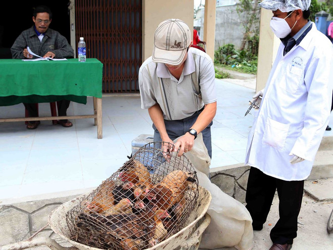 Hà Nội: Bắt và tiêu hủy gần 1 tấn gà nhập lậu từ Trung Quốc ảnh 1