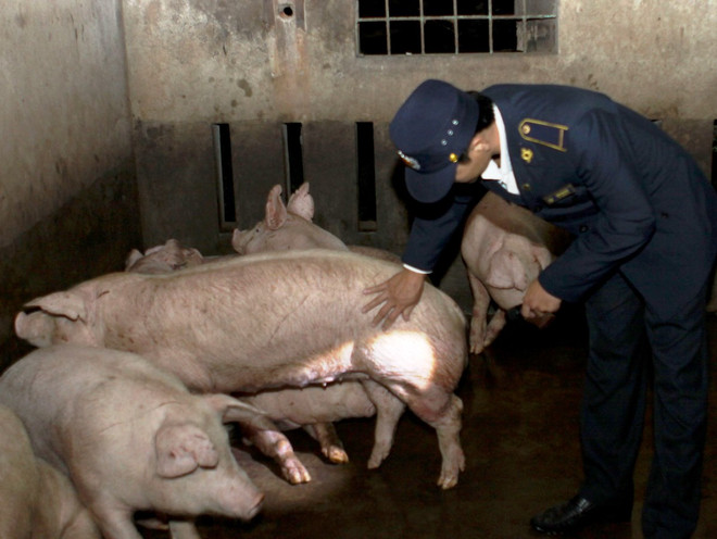 Kiểm tra đột xuất, lấy 4.000 mẫu nước tiểu lợn tại các cơ sở giết mổ ảnh 1