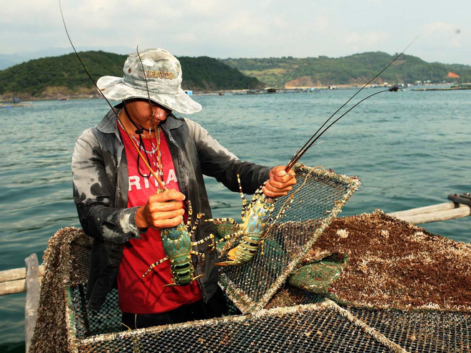 Tôm hùm sẽ là sản phẩm trọng điểm của các tỉnh miền Trung ảnh 1