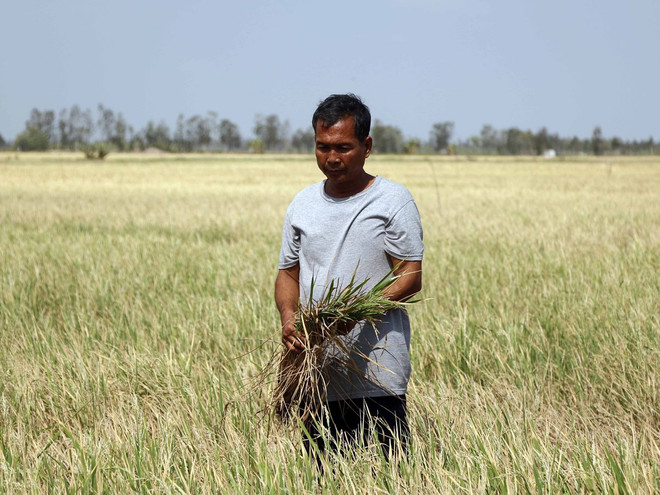Đề xuất hỗ trợ gần 20.000 tỷ đồng cho các tỉnh khắc phục hạn, mặn ảnh 1