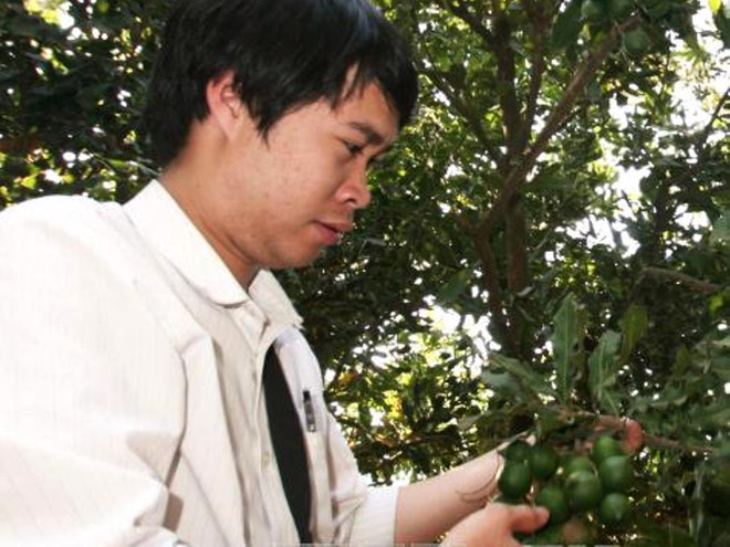 Đến năm 2020, Việt Nam chỉ trồng gần 10.000ha cây mắcca ảnh 1