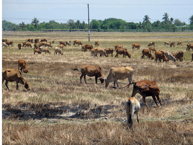Nắng nóng làm tăng nguy cơ phát sinh dịch bệnh trên gia súc, gia cầm ảnh 2