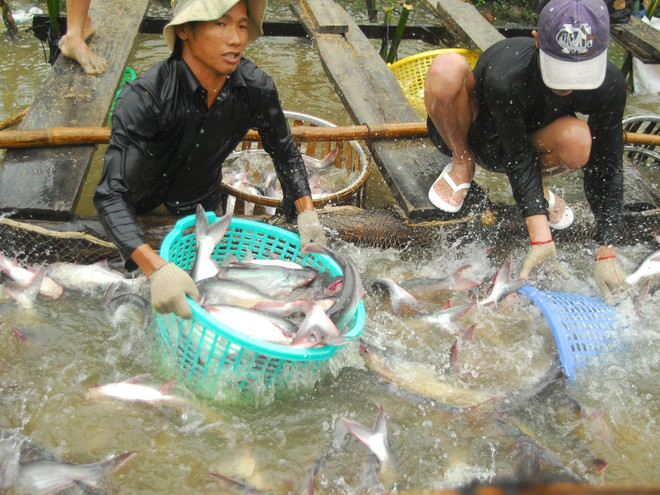 Tổng Cục Thủy sản: Chưa thể công bố 800 sản phẩm “kiểm nghiệm khống” ảnh 2