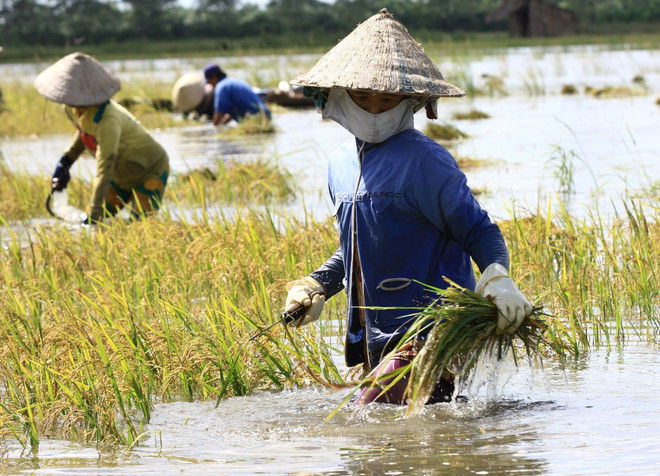 Bốn tàu cá bị chìm và một người mất tích trong cơn bão số 1 ảnh 2