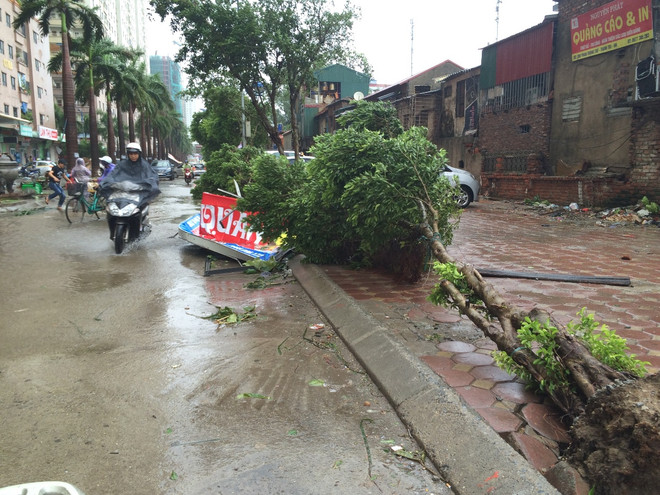 Gió bão khiến khu Đại Thanh, Linh Đàm ngập úng, cây bật gốc la liệt ảnh 1