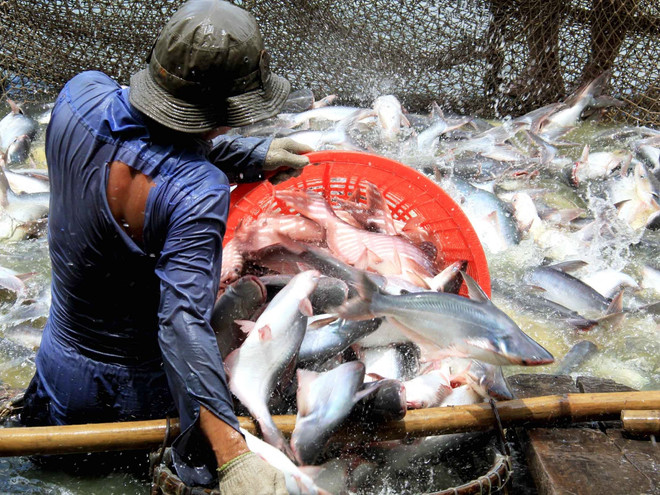 Ngành cá tra chưa thoát khỏi khó khăn, ngư dân tiếp tục chịu lỗ ảnh 1