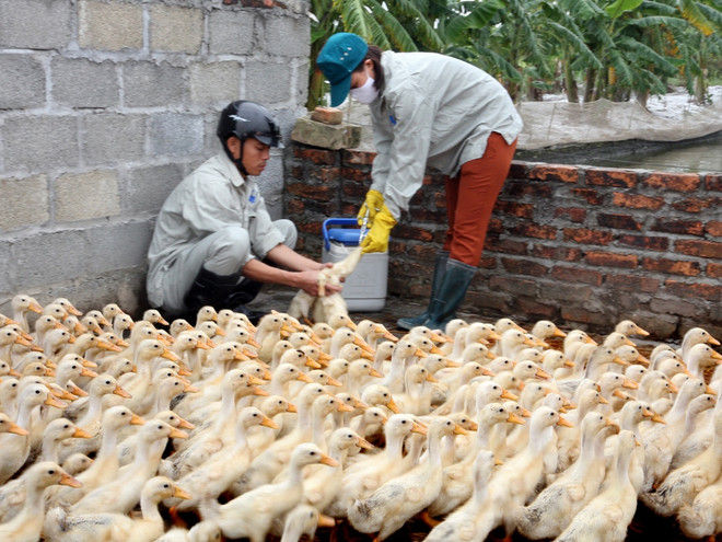Nắng nóng làm tăng nguy cơ phát sinh dịch bệnh trên gia súc, gia cầm ảnh 1