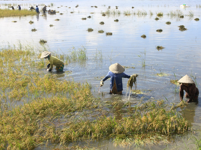 Đã khắc phục sự cố về điện cho các trạm bơm tiêu úng cứu lúa ảnh 1