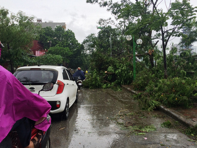 Gió bão khiến khu Đại Thanh, Linh Đàm ngập úng, cây bật gốc la liệt ảnh 2