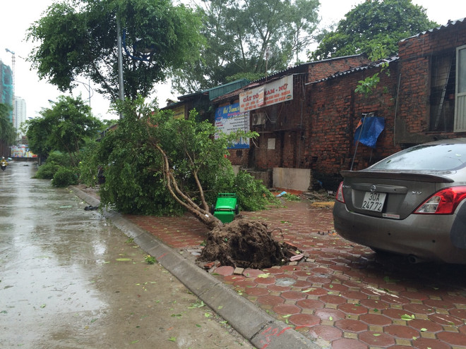 Gió bão khiến khu Đại Thanh, Linh Đàm ngập úng, cây bật gốc la liệt ảnh 6