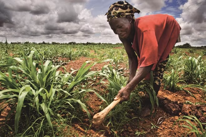 AfDB và Hàn Quốc tăng cường hỗ trợ ngành nông nghiệp châu Phi ảnh 1