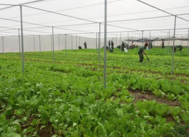 Phú Thọ ứng dụng công nghệ cao trong sản xuất nông nghiệp ảnh 1