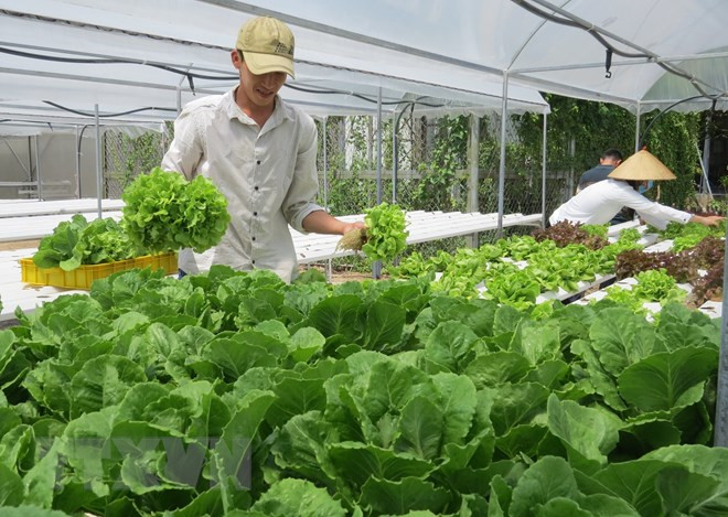 Dự kiến giá rau Tết 2019 sẽ tăng cao hơn so với cùng kỳ năm 2018 ảnh 1