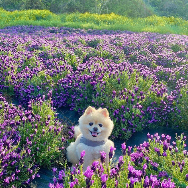 Đảo Tím mộng mơ - Địa điểm du lịch mới gây bão tại Hàn Quốc ảnh 3