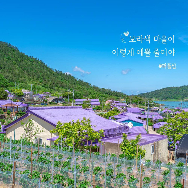 Đảo Tím mộng mơ - Địa điểm du lịch mới gây bão tại Hàn Quốc ảnh 8