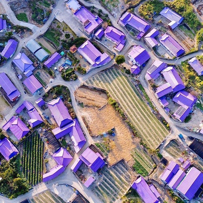 Đảo Tím mộng mơ - Địa điểm du lịch mới gây bão tại Hàn Quốc ảnh 5