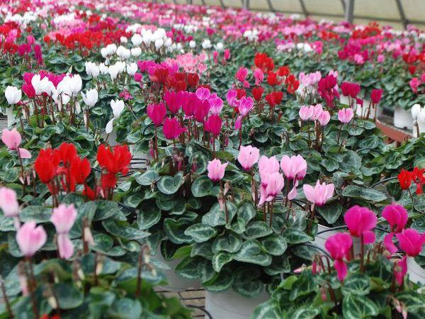 Techcombank hỗ trợ các các khoản vay đầu tư năng lượng hiệu quả ảnh 1