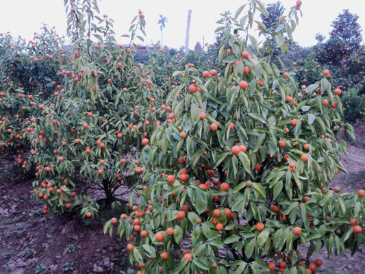 Đào, quất vụ Tết: Thời tiết phức tạp nhưng giá khó cao ảnh 1