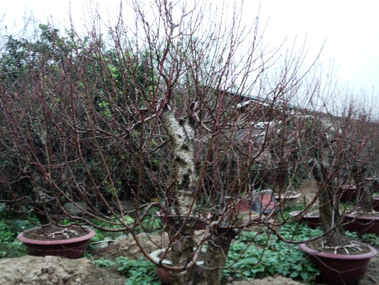 Đào, quất vụ Tết: Thời tiết phức tạp nhưng giá khó cao ảnh 2