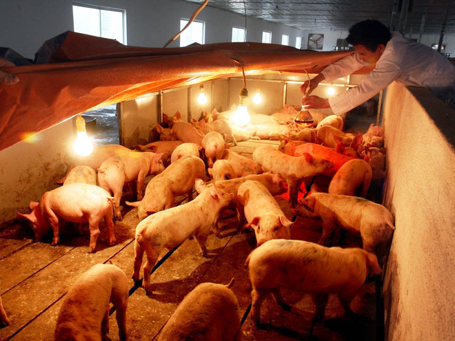 Tăng cường các biện pháp phòng chống đói, rét cho gia súc ảnh 1