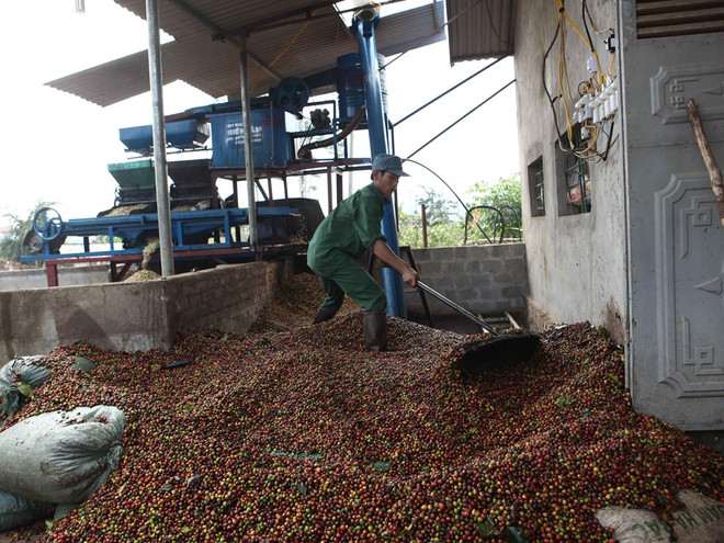 Thu hoạch càphê niên vụ 2014-2015: Rớt thảm cả giá lẫn lượng ảnh 2