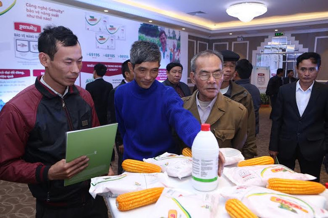 Ngô biến đổi gen giúp tăng thu nhập cho người nông dân ảnh 1