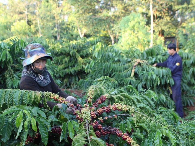 Thu hoạch càphê niên vụ 2014-2015: Rớt thảm cả giá lẫn lượng ảnh 1