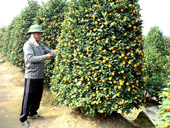 Rục rịch mua quất thế, quất bonsai như ý “rinh” về chơi Tết ảnh 1