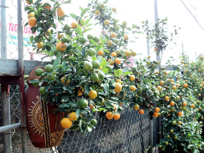 Rục rịch mua quất thế, quất bonsai như ý “rinh” về chơi Tết ảnh 2