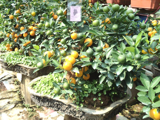 Rục rịch mua quất thế, quất bonsai như ý “rinh” về chơi Tết ảnh 3