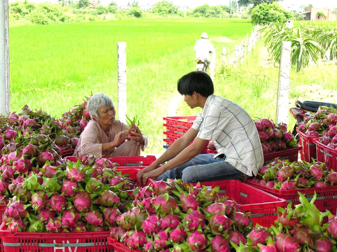 Xây dựng chuỗi nông sản an toàn để khai thác lợi thế hội nhập ảnh 1