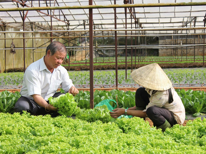 Xây dựng chuỗi nông sản an toàn để khai thác lợi thế hội nhập ảnh 2