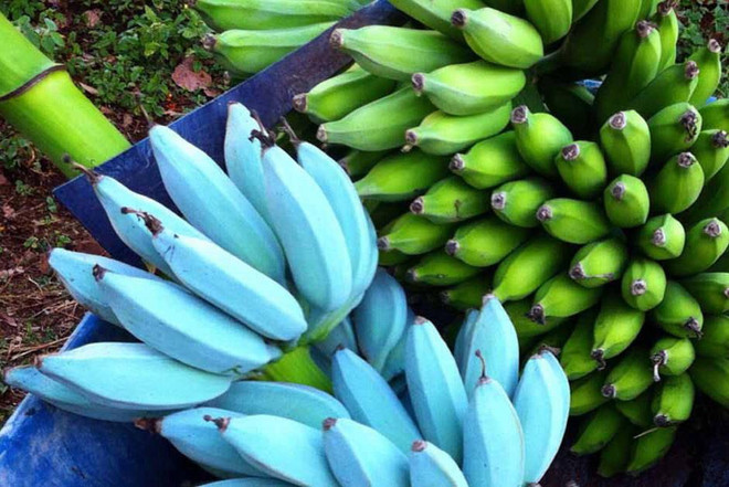 Kỳ lạ giống chuối màu xanh dương có vị tự nhiên như kem vani ảnh 1