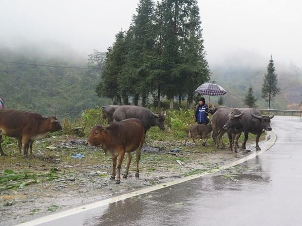 Không khí lạnh gây mưa vừa, mưa to và dông ở vùng núi Bắc Bộ ảnh 1