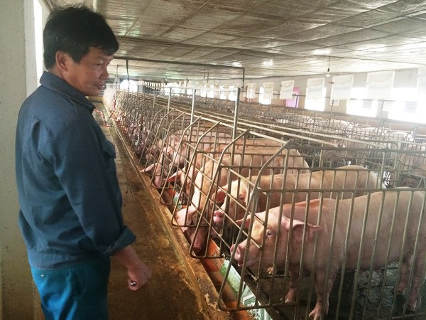 Giá thịt lợn hơi tăng từng giờ, nguồn cung lại khan hiếm ở nội địa? ảnh 1